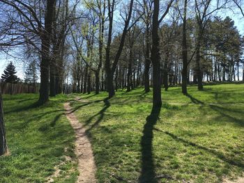 View of trees in sunlight