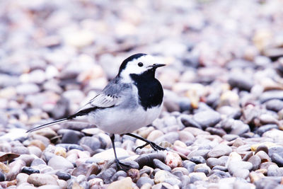 Close-up of birds