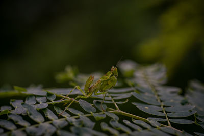 Close-up of insect on leaves