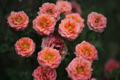 Close-up of pink flowers blooming outdoors