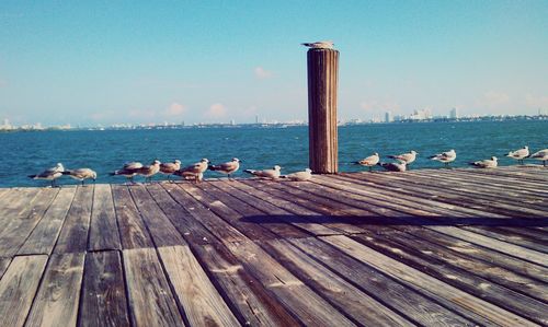 Seagull perching on wooden post