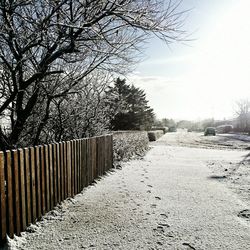 Road passing through bare trees