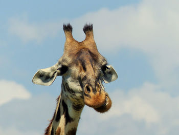 Close-up of giraffe against sky