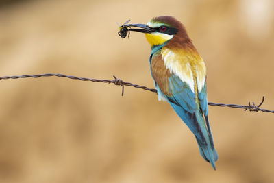 A european bee eater (merops apiaster) perched on a barbed wire with an insect in its beak. horizontal shot on an unfocused ocher background.