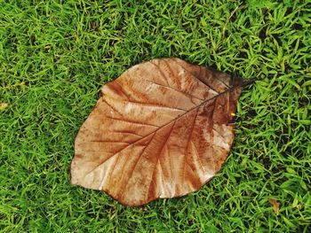 High angle view of dry leaf on grass