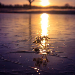 Brightly lit frozen, snow covered plants during the sunrise hour. 