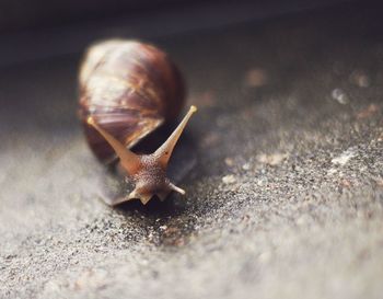 Close-up of snail