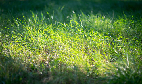 Close-up of grass on field