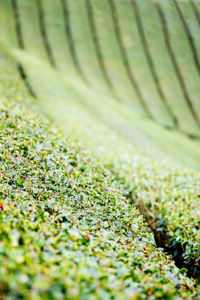 Full frame shot of fresh green field