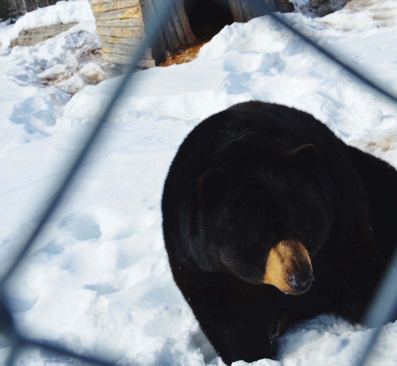 HIGH ANGLE VIEW OF BLACK DOG ON SNOW FIELD