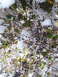 Close-up of flowers on tree