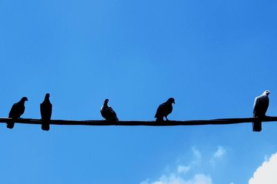 Low angle view of birds perching on cable against sky