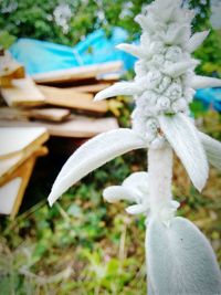 Close-up of white flowers