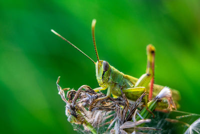 Close-up of a grasshopper on a plant on a green background. macro