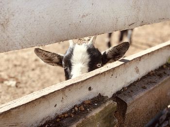 High angle view of goat through fence