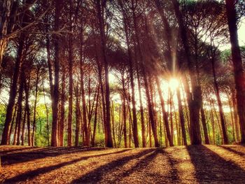 Sunlight streaming through trees in forest