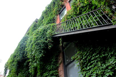 Low angle view of trees