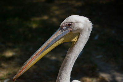 Close-up of eagle