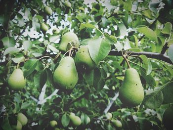 Close-up of apple growing on tree