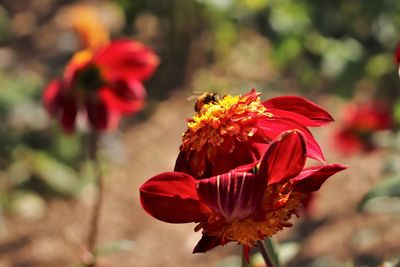 Close-up of bee pollinating on red flower