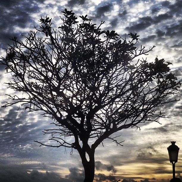 sky, tree, low angle view, silhouette, cloud - sky, bare tree, branch, tranquility, cloudy, beauty in nature, nature, cloud, sunset, tranquil scene, scenics, outdoors, idyllic, growth, dusk, tree trunk