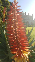 Close-up of red flowers