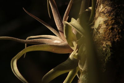 Close-up of white flowers