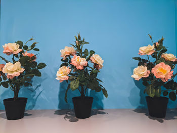 Close-up of potted plant on table