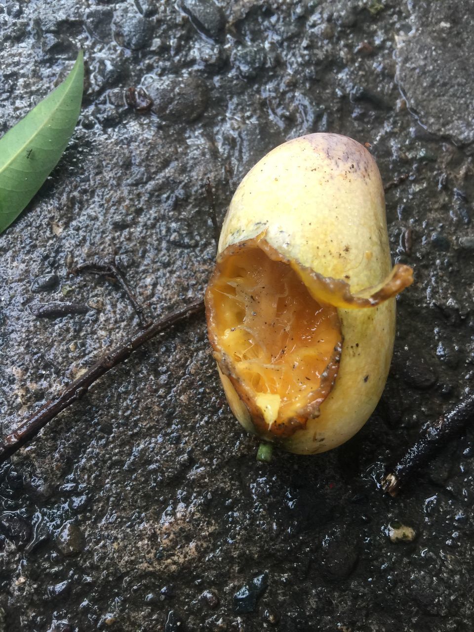 HIGH ANGLE VIEW OF LEMON SLICE ON ROCK