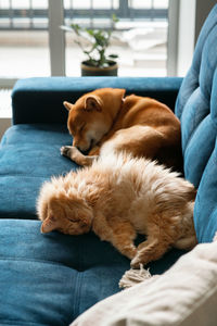 Dog sleeping on sofa at home