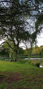 Trees on field by lake