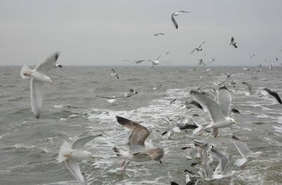 Seagulls flying over sea against sky