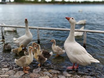 Ducks on a lake