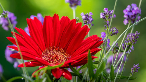 Close-up of red flowering plant in park