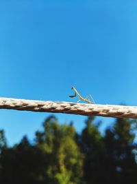 Low angle view of insect on tree against blue sky