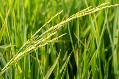 Close-up of crops growing on field