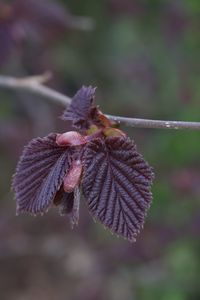 Close-up of dry leaves on plant