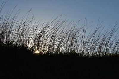 Silhouette plants growing on field against sky during sunset