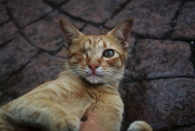 Full length of hand holding cat