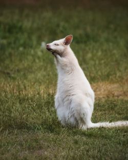 Cat looking away on field