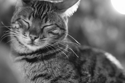 Close-up of cat with eyes closed