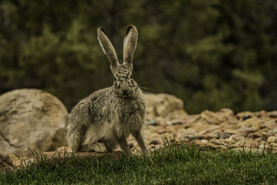 Close-up of wild rabbit