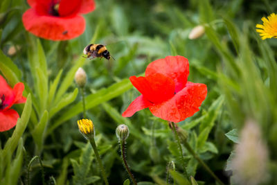 Close-up of honey bee on red poppy