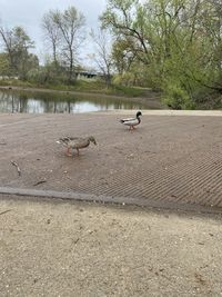 View of birds on the lake