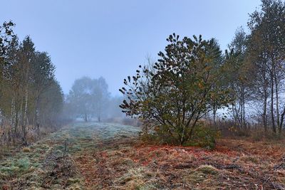 Trees in forest against sky during autumn