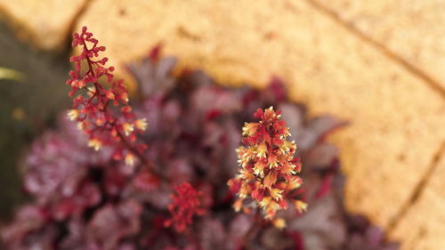 Close-up of red flowering plant