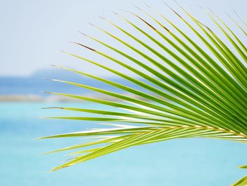 Close-up of palm leaves against sky