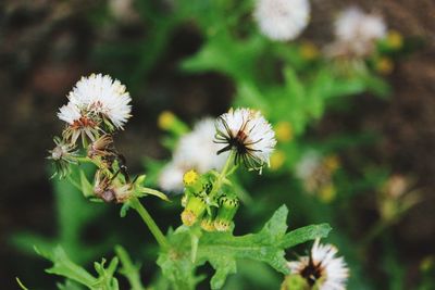 Close-up of thistle