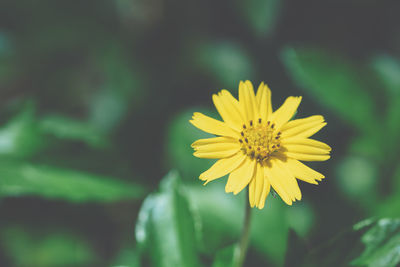 Close-up of yellow flower blooming outdoors