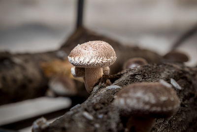 Shitake mushroom growing on logs in mushroom farm in japan